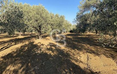 GÖMEÇ DURSUNLU'DA DEĞERLİ KONUMDA SATILIK ZEYTİNLİK 3.247 m²