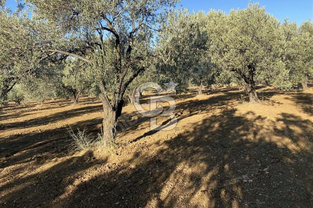 GÖMEÇ DURSUNLU'DA DEĞERLİ KONUMDA SATILIK ZEYTİNLİK 3.247 m²