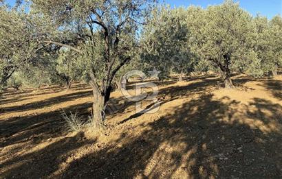 GÖMEÇ DURSUNLU'DA DEĞERLİ KONUMDA SATILIK ZEYTİNLİK 3.247 m²