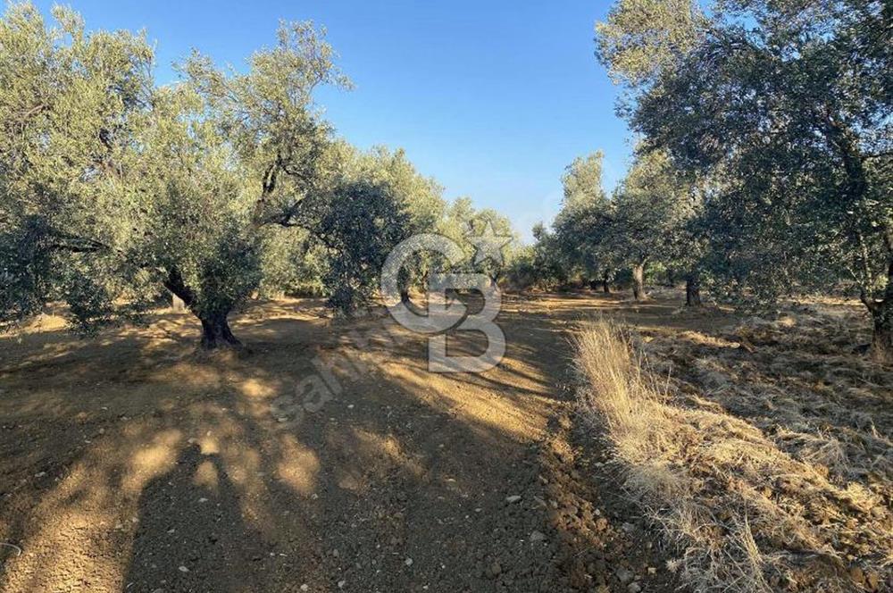 GÖMEÇ DURSUNLU'DA DEĞERLİ KONUMDA SATILIK ZEYTİNLİK 3.247 m²
