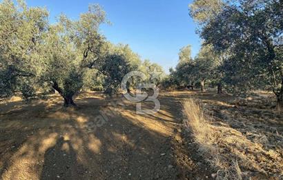 GÖMEÇ DURSUNLU'DA DEĞERLİ KONUMDA SATILIK ZEYTİNLİK 3.247 m²