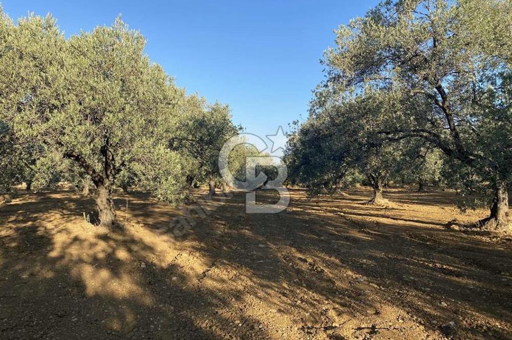 GÖMEÇ DURSUNLU'DA DEĞERLİ KONUMDA SATILIK ZEYTİNLİK 3.247 m²