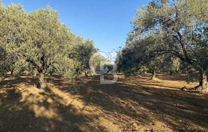 GÖMEÇ DURSUNLU'DA DEĞERLİ KONUMDA SATILIK ZEYTİNLİK 3.247 m²