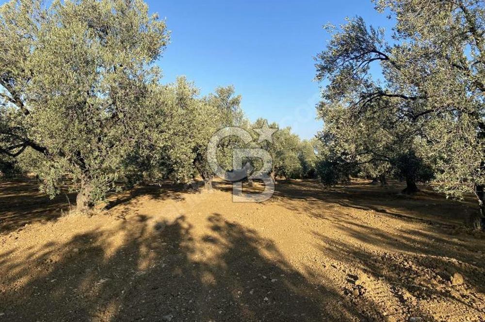 GÖMEÇ DURSUNLU'DA DEĞERLİ KONUMDA SATILIK ZEYTİNLİK 3.247 m²