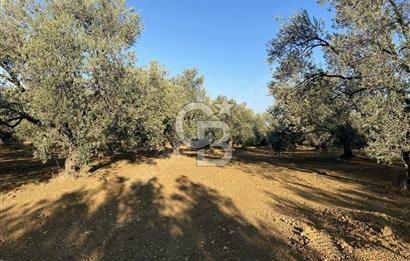 GÖMEÇ DURSUNLU'DA DEĞERLİ KONUMDA SATILIK ZEYTİNLİK 3.247 m²