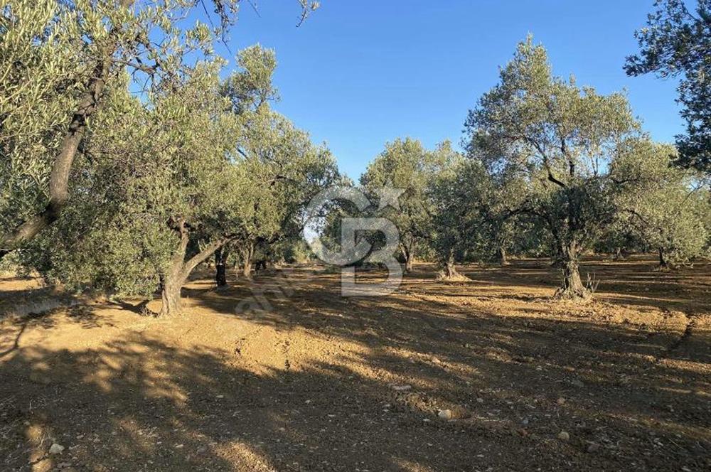 GÖMEÇ DURSUNLU'DA DEĞERLİ KONUMDA SATILIK ZEYTİNLİK 3.247 m²