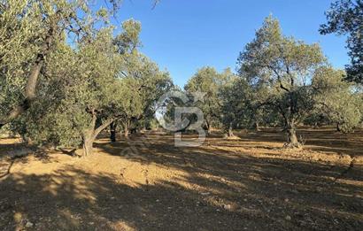 GÖMEÇ DURSUNLU'DA DEĞERLİ KONUMDA SATILIK ZEYTİNLİK 3.247 m²