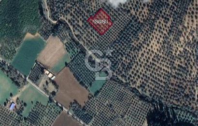 GÖMEÇ DURSUNLU'DA DEĞERLİ KONUMDA SATILIK ZEYTİNLİK 3.247 m²
