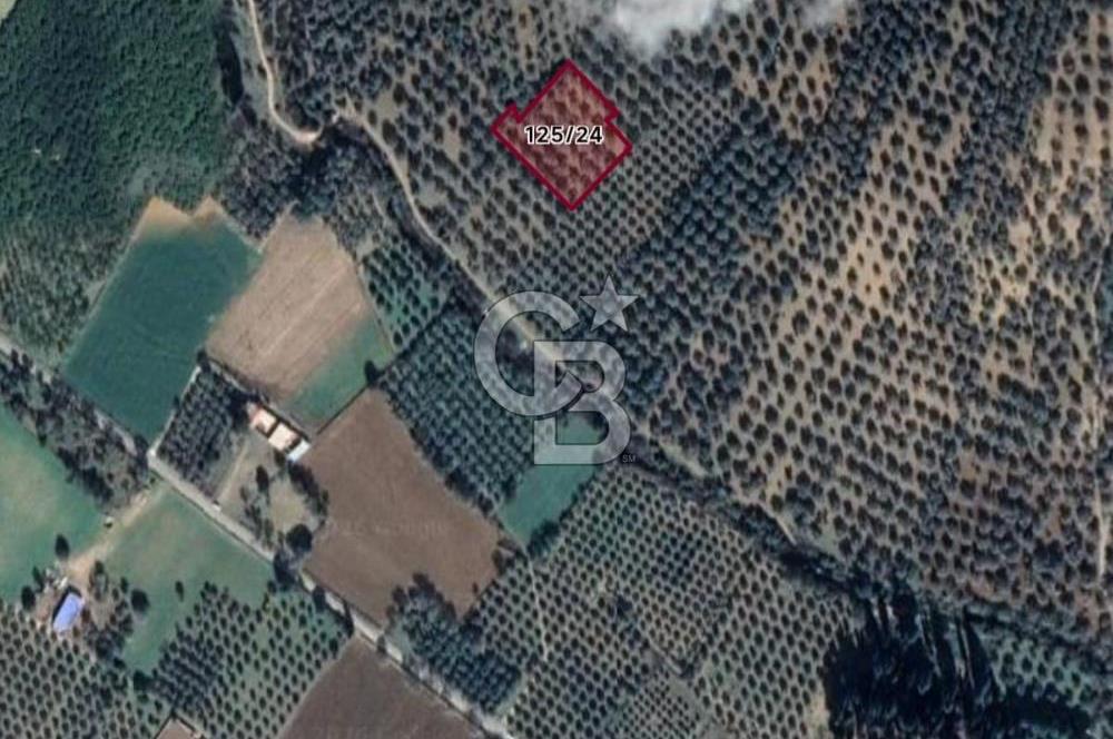 GÖMEÇ DURSUNLU'DA DEĞERLİ KONUMDA SATILIK ZEYTİNLİK 3.247 m²