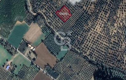 GÖMEÇ DURSUNLU'DA DEĞERLİ KONUMDA SATILIK ZEYTİNLİK 3.247 m²