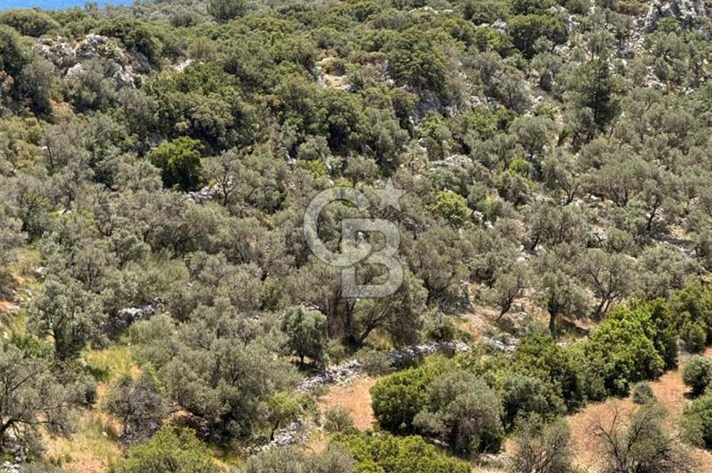 CB GİZ'DEN KALKAN BEZİRGANDA VİLLA ARAZİSİ