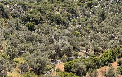 CB GİZ'DEN KALKAN BEZİRGANDA VİLLA ARAZİSİ