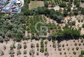 ORTAKENT MERKEZDE KİRALIK 5 DÖNÜM TARLA - 2 - 350827