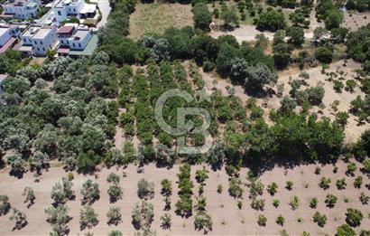 ORTAKENT MERKEZDE KİRALIK 5 DÖNÜM TARLA