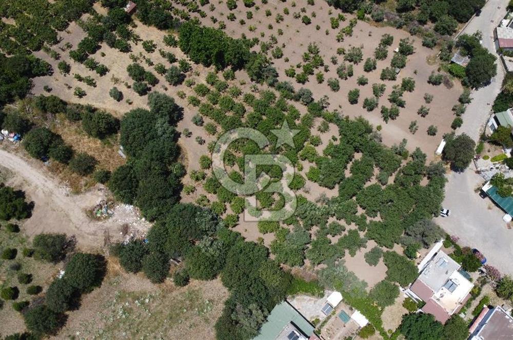ORTAKENT MERKEZDE KİRALIK 5 DÖNÜM TARLA