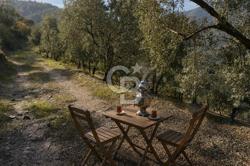 İzmir Bayındır Yola Cepheli 1697m2 Tek Tapu Satılık Zeytinlik