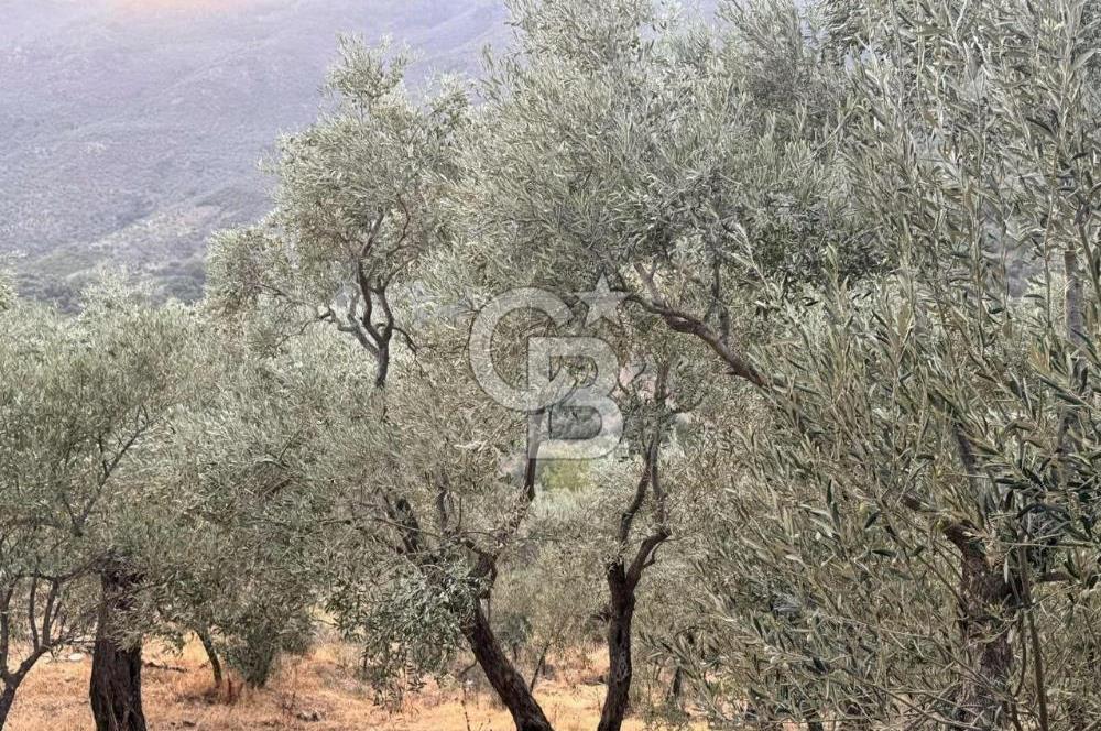 İzmir Bayındır Yola Cepheli 1697m2 Tek Tapu Satılık Zeytinlik