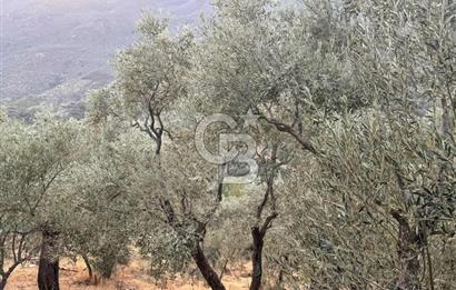 İzmir Bayındır Yola Cepheli 1697m2 Tek Tapu Satılık Zeytinlik
