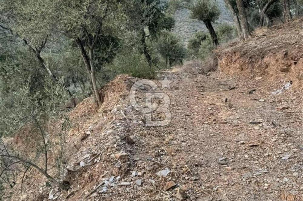 İzmir Bayındır Yola Cepheli 1697m2 Tek Tapu Satılık Zeytinlik