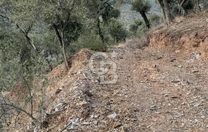 İzmir Bayındır Yola Cepheli 1697m2 Tek Tapu Satılık Zeytinlik