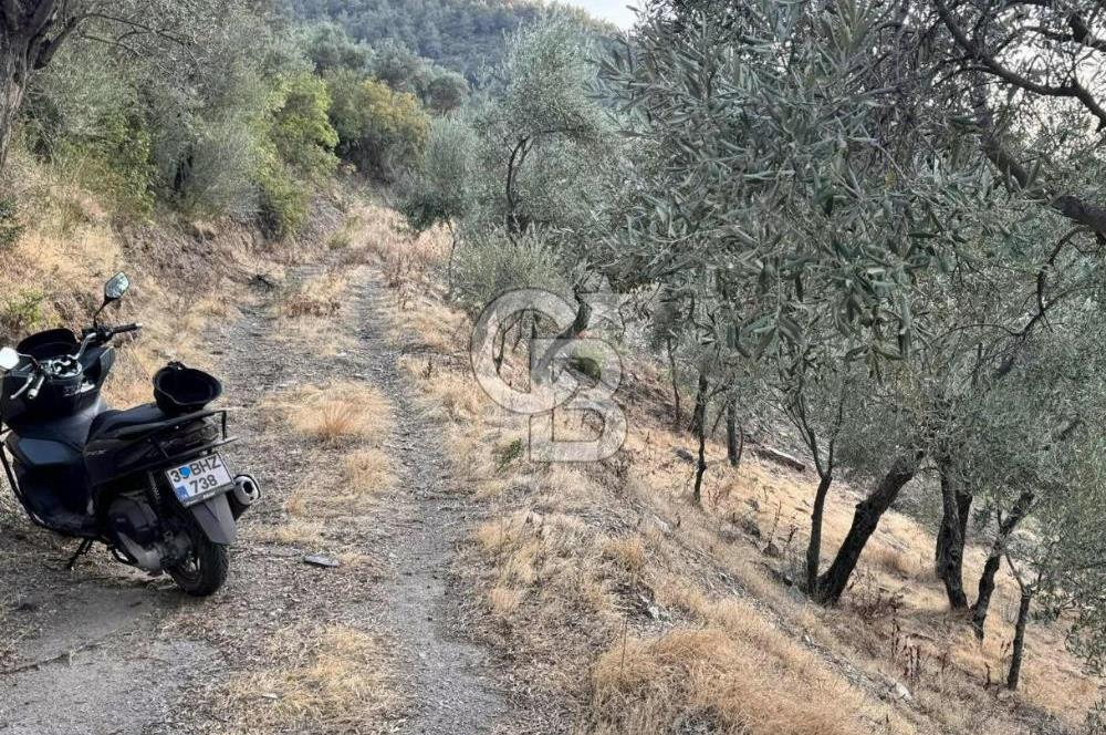 İzmir Bayındır Yola Cepheli 1697m2 Tek Tapu Satılık Zeytinlik
