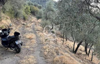 İzmir Bayındır Yola Cepheli 1697m2 Tek Tapu Satılık Zeytinlik
