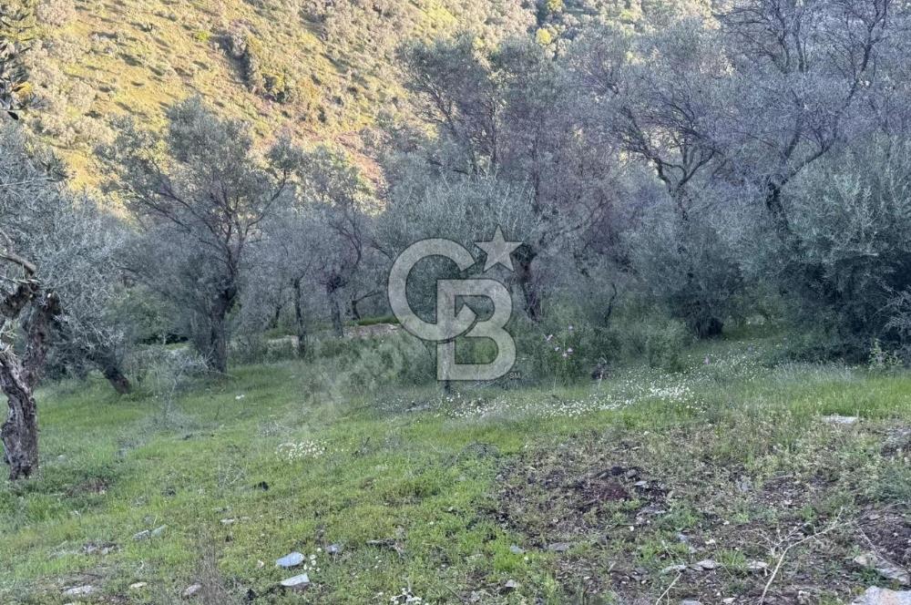 İzmir Bayındır Yola Cepheli 1697m2 Tek Tapu Satılık Zeytinlik