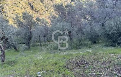 İzmir Bayındır Yola Cepheli 1697m2 Tek Tapu Satılık Zeytinlik