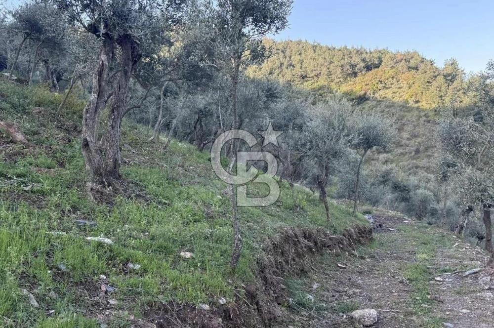 İzmir Bayındır Yola Cepheli 1697m2 Tek Tapu Satılık Zeytinlik