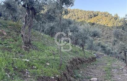 İzmir Bayındır Yola Cepheli 1697m2 Tek Tapu Satılık Zeytinlik