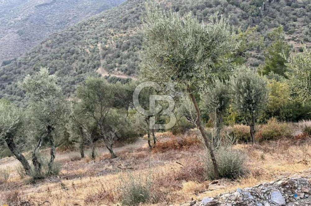 İzmir Bayındır Yola Cepheli 1697m2 Tek Tapu Satılık Zeytinlik