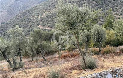 İzmir Bayındır Yola Cepheli 1697m2 Tek Tapu Satılık Zeytinlik