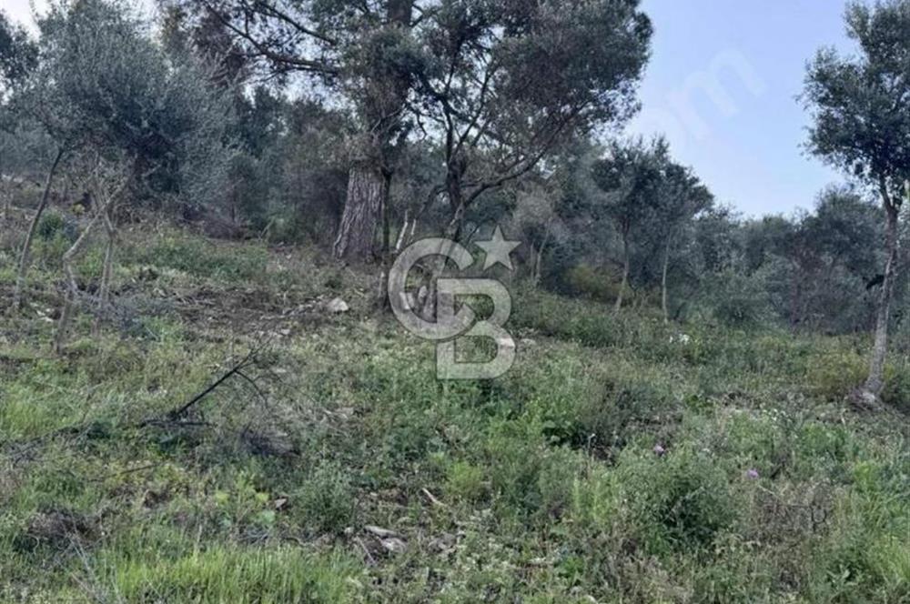 İzmir Bayındır Yola Cepheli 1697m2 Tek Tapu Satılık Zeytinlik