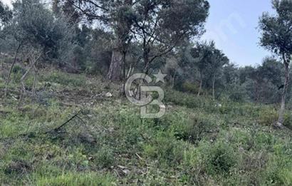 İzmir Bayındır Yola Cepheli 1697m2 Tek Tapu Satılık Zeytinlik