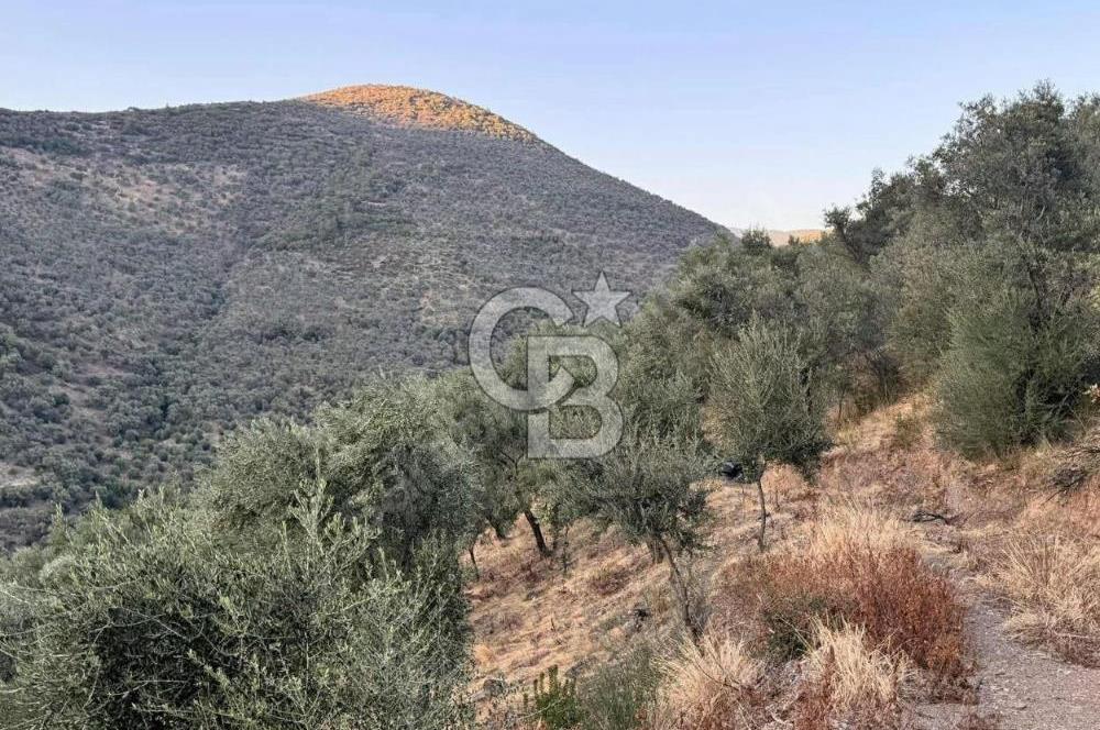 İzmir Bayındır Yola Cepheli 1697m2 Tek Tapu Satılık Zeytinlik