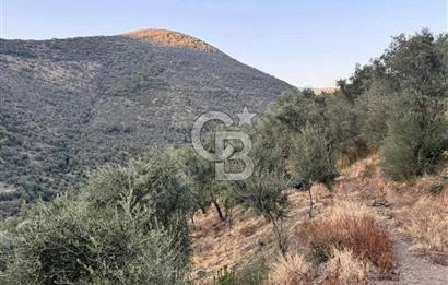 İzmir Bayındır Yola Cepheli 1697m2 Tek Tapu Satılık Zeytinlik