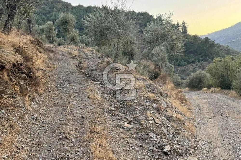 İzmir Bayındır Yola Cepheli 1697m2 Tek Tapu Satılık Zeytinlik