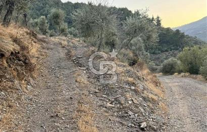 İzmir Bayındır Yola Cepheli 1697m2 Tek Tapu Satılık Zeytinlik