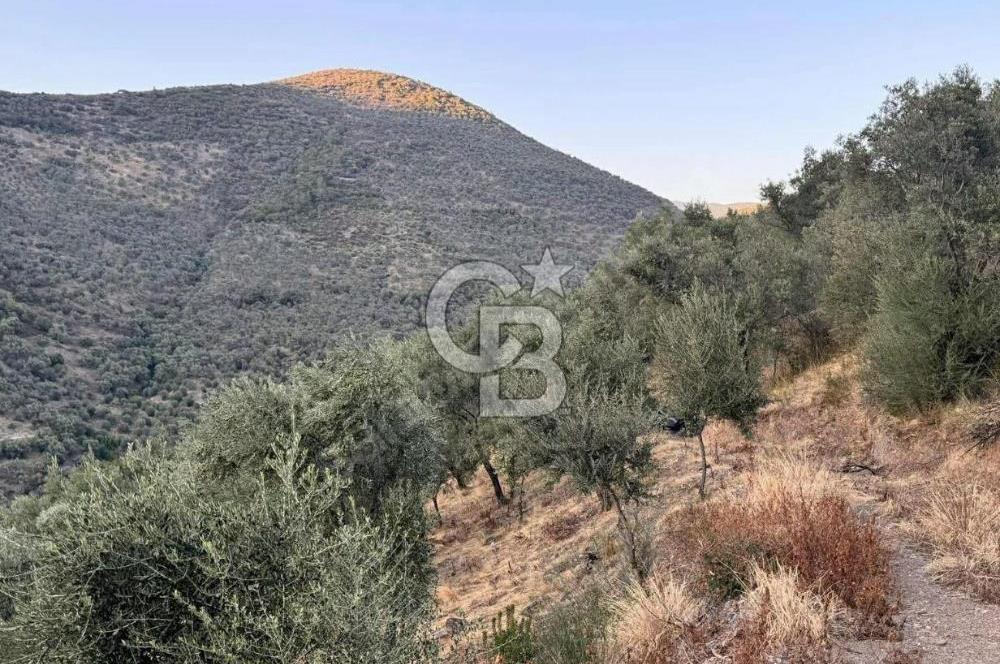 İzmir Bayındır Yola Cepheli 1697m2 Tek Tapu Satılık Zeytinlik