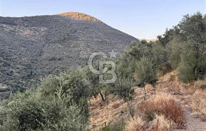 İzmir Bayındır Yola Cepheli 1697m2 Tek Tapu Satılık Zeytinlik