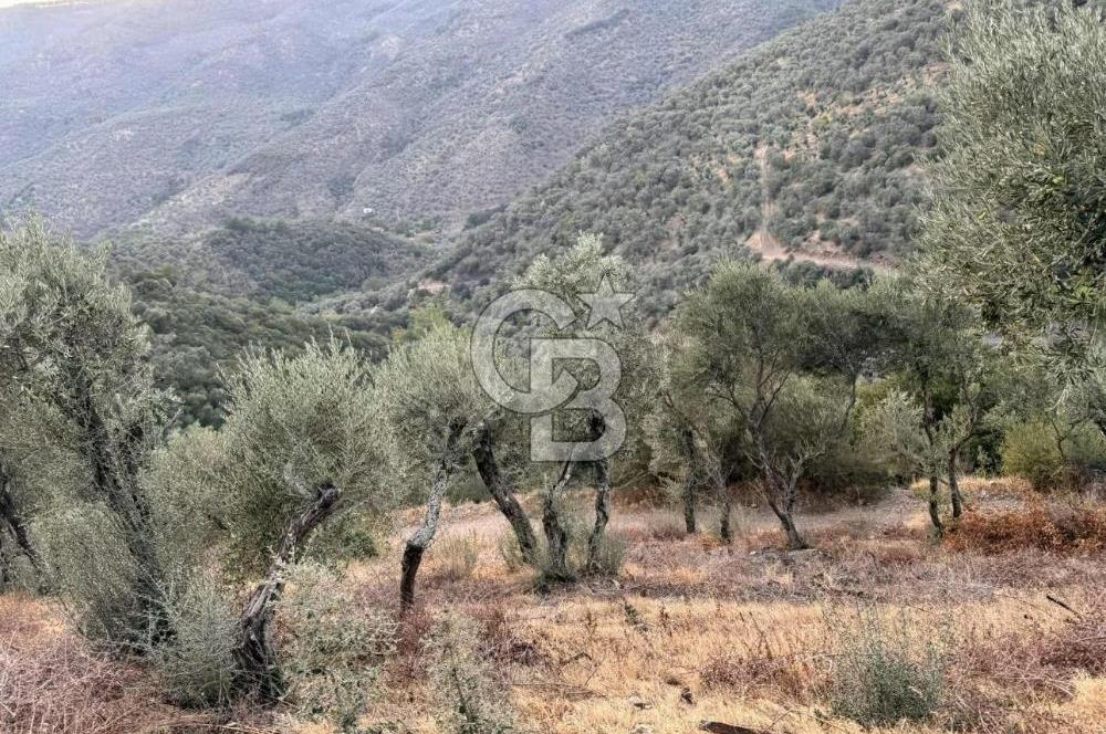 İzmir Bayındır Yola Cepheli 1697m2 Tek Tapu Satılık Zeytinlik