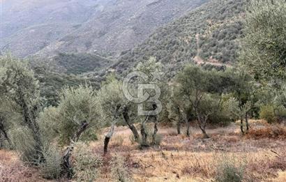 İzmir Bayındır Yola Cepheli 1697m2 Tek Tapu Satılık Zeytinlik