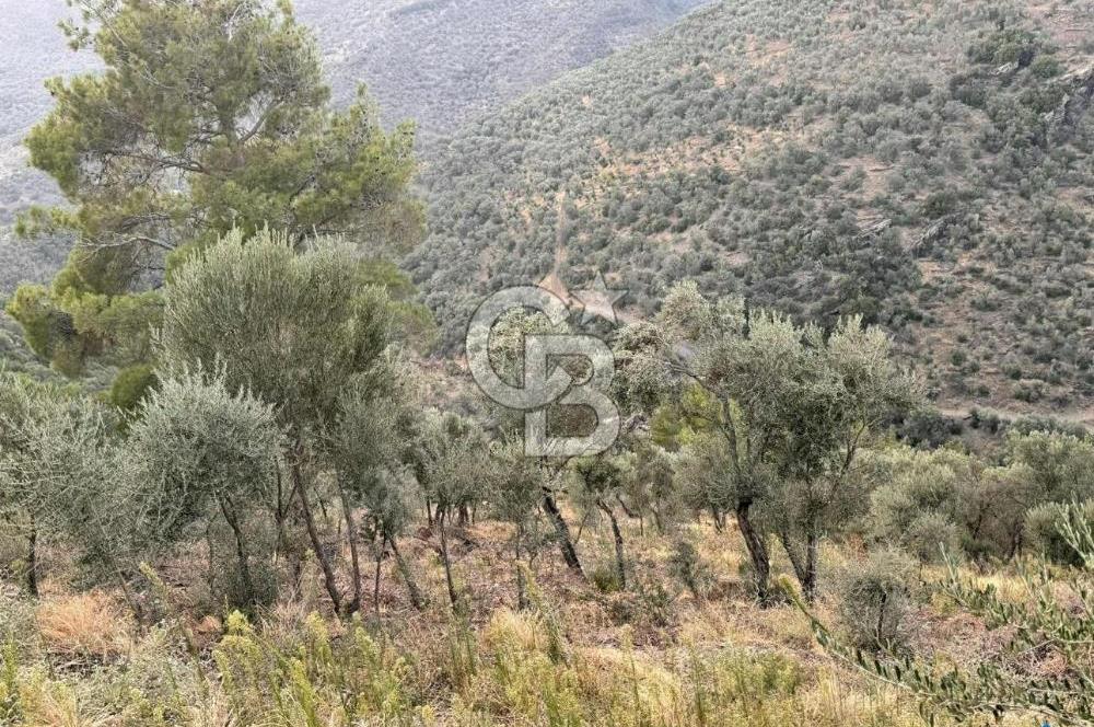 İzmir Bayındır Yola Cepheli 1697m2 Tek Tapu Satılık Zeytinlik