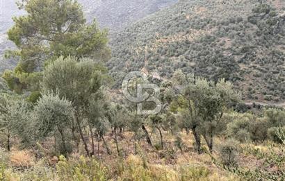 İzmir Bayındır Yola Cepheli 1697m2 Tek Tapu Satılık Zeytinlik