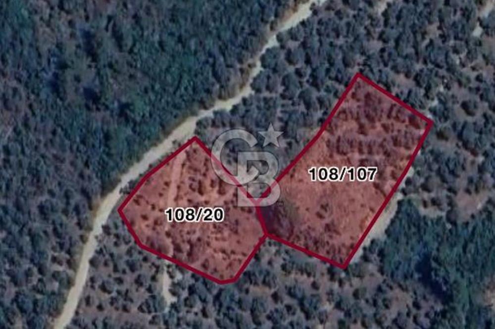 İzmir Bayındır Yola Cepheli 1697m2 Tek Tapu Satılık Zeytinlik