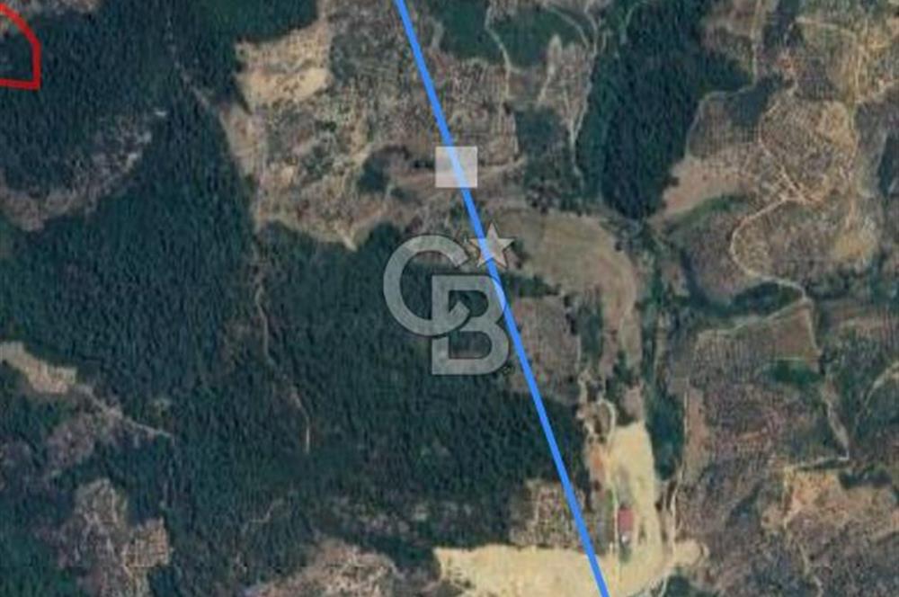 İzmir Bayındır Yola Cepheli 1697m2 Tek Tapu Satılık Zeytinlik