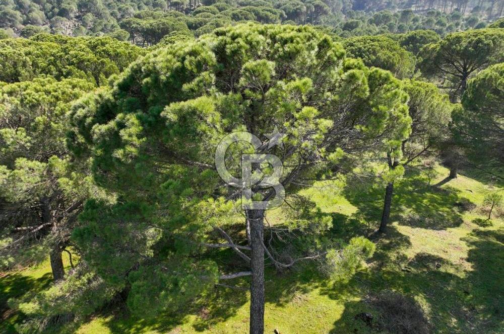 İzmir Bergama Tırmanlar 7937 M2 Bedava Yatırımlık Satılık Tarla