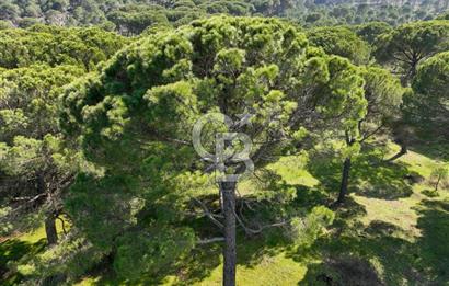 İzmir Bergama Tırmanlar 7937 M2 Bedava Yatırımlık Satılık Tarla
