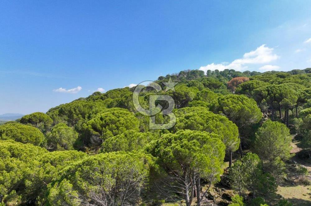 İzmir Bergama Tırmanlar 7937 M2 Bedava Yatırımlık Satılık Tarla