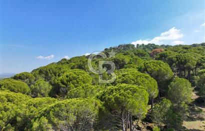 İzmir Bergama Tırmanlar 7937 M2 Bedava Yatırımlık Satılık Tarla